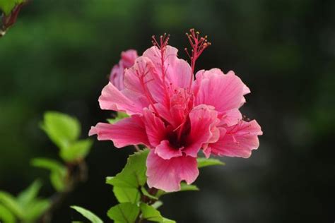 扶桑花风水|扶桑花风水寓意与作用（以扶桑花为象征的风水学说及其应用领域…